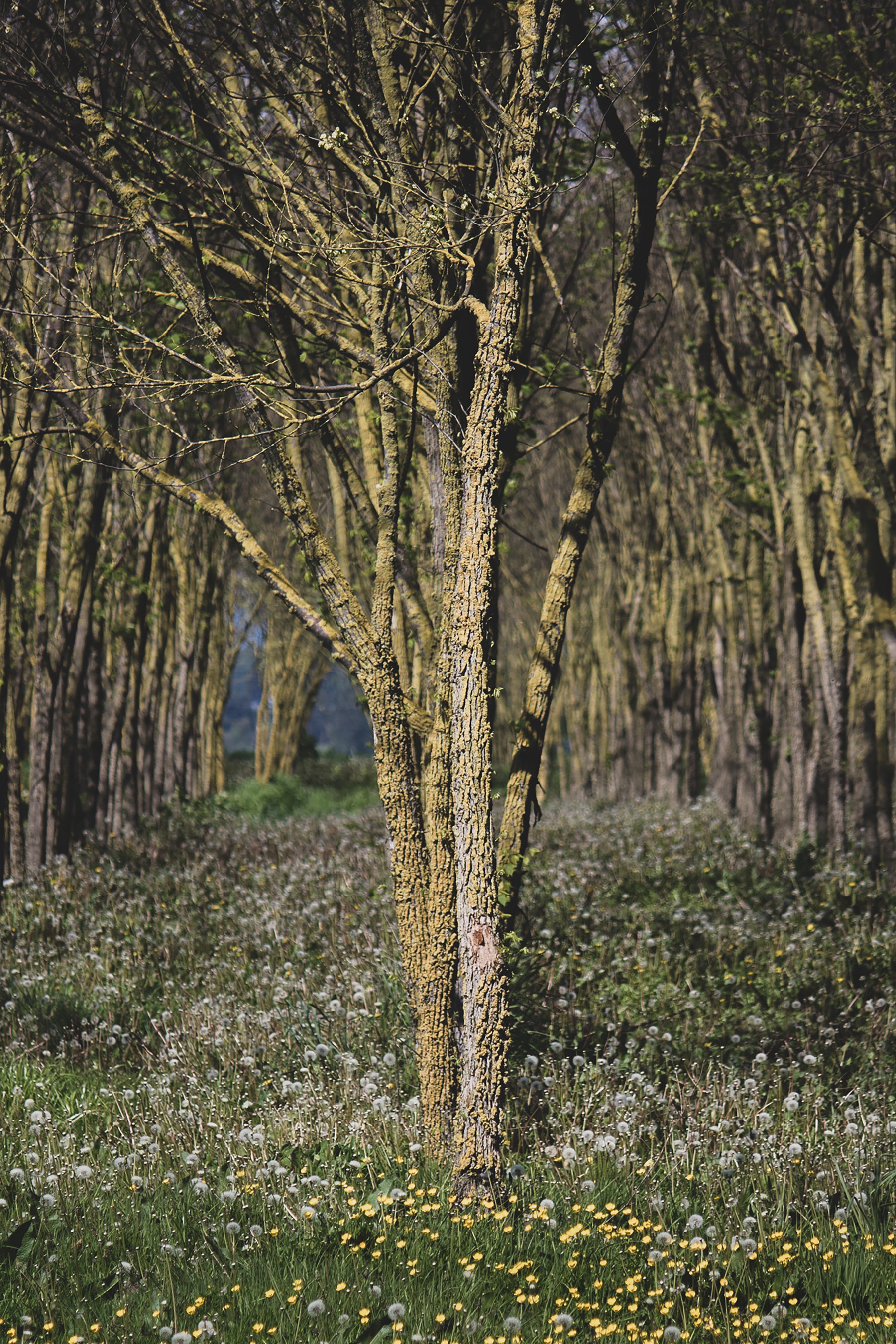 Benefits and History of Slippery Elm Bark + Tea Recipe
